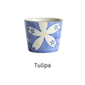 1x Tulipa
